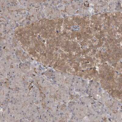 Immunohistochemistry-Paraffin: RIN1 Antibody [NBP1-85905]