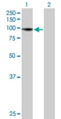 Western Blot: RIN1 Antibody [H00009610-B01P]