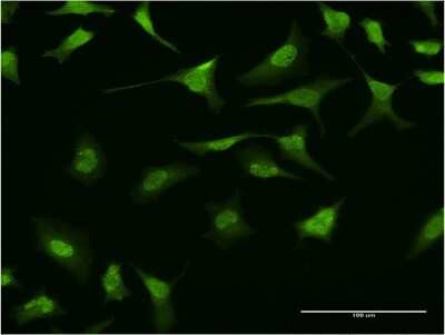 Immunocytochemistry/ Immunofluorescence: RING1 Antibody (2D5) [H00006015-M12]
