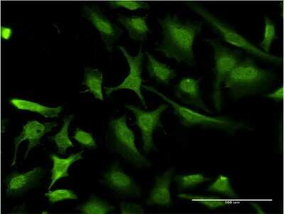 Immunocytochemistry/ Immunofluorescence: RING1 Antibody (4E8) [H00006015-M07]