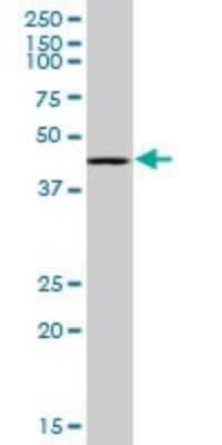 Western Blot: RING1 Antibody (4E8) [H00006015-M07]