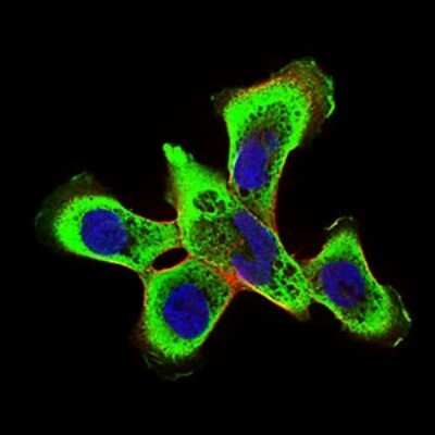 Immunocytochemistry/ Immunofluorescence: RING1 Antibody (8E8A2) - BSA Free [NBP2-37319]