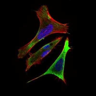 Immunocytochemistry/ Immunofluorescence: RING1 Antibody (8E8A2) - BSA Free [NBP2-37319]