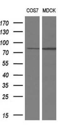Western Blot: RIPK1/RIP1 Antibody (OTI2D6) [NBP2-45591]