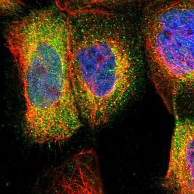 Immunocytochemistry/ Immunofluorescence: RIPK2 Antibody [NBP1-86629]