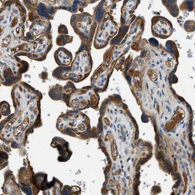 Immunohistochemistry-Paraffin: RIPK2 Antibody [NBP1-86629]
