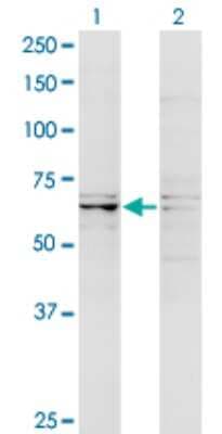 Western Blot: RIPK5 Antibody (4D5) [H00025778-M08]