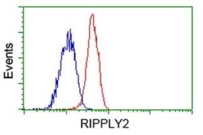 Flow Cytometry: RIPPLY2 Antibody (OTI1B5) - Azide and BSA Free [NBP2-73913]