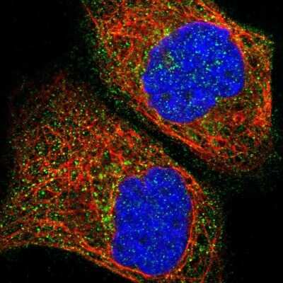 Immunocytochemistry/ Immunofluorescence: RIPX Antibody [NBP1-89614]