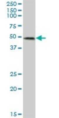 Western Blot: RIPX Antibody [H00022902-B01P]