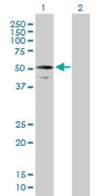 Western Blot: RIPX Antibody [H00022902-B01P]