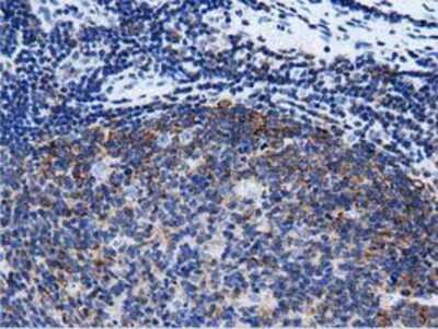 Immunohistochemistry-Paraffin: Rit2 Antibody (OTI3F4) [NBP2-03062]