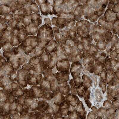 Immunohistochemistry-Paraffin: RMND1 Antibody [NBP2-33952]