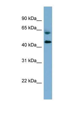 Western Blot: RMND1 Antibody [NBP1-56872]