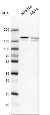 Western Blot: RNA Helicase A Antibody [NBP1-85266]