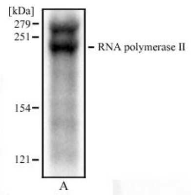 Western Blot: RNA Polymerase II/POLR2A Antibody (4H8)Azide and BSA Free [NBP2-80928]