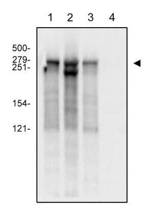 Western Blot: RNA Polymerase II/POLR2A Antibody (4H8)Azide and BSA Free [NBP2-80928]