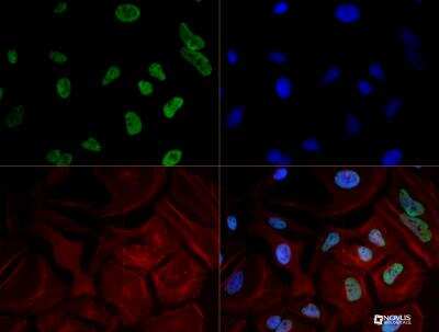 Immunocytochemistry/ Immunofluorescence: RNA Polymerase II/POLR2A Antibody (4H8) - Azide and BSA Free [NB200-598]