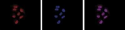 Immunocytochemistry/ Immunofluorescence: RNA Polymerase II/POLR2A Antibody (C.15200004) [NBP2-59213]