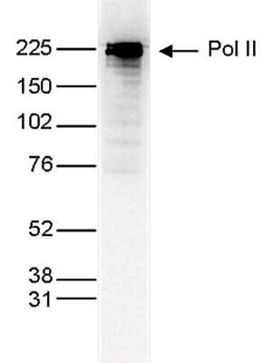 Western Blot: RNA Polymerase II/POLR2A Antibody (C.15200004) [NBP2-59213]