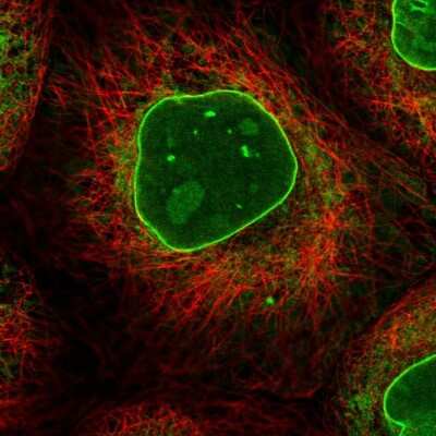 Immunocytochemistry/ Immunofluorescence: RNA binding motif protein, X-linked 2 Antibody [NBP1-85650]
