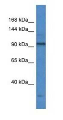 Western Blot: RNA polymerase I termination factor Antibody [NBP1-74129]