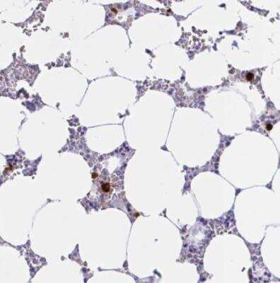 Immunohistochemistry-Paraffin: RNASE3 Antibody [NBP2-33778]