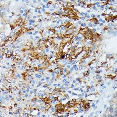 Immunohistochemistry-Paraffin: RNASE6 Antibody - Azide and BSA Free [NBP2-94645]
