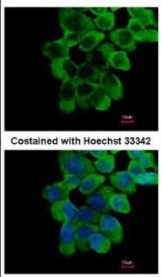 Immunocytochemistry/ Immunofluorescence: RNF10 Antibody [NBP2-20174]