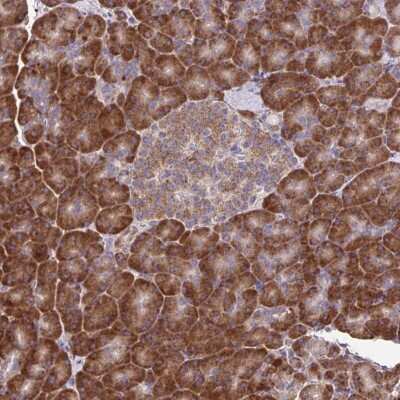Immunohistochemistry-Paraffin: RNF10 Antibody [NBP2-38672]