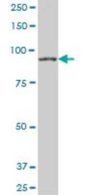 Western Blot: RNF10 Antibody [H00009921-B01P]