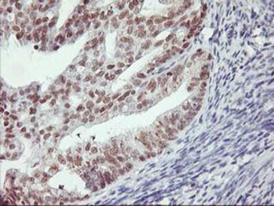 Immunohistochemistry-Paraffin: RNF113B Antibody (OTI7A1) [NBP2-01644]