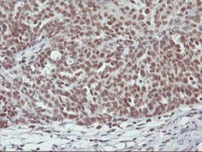 Immunohistochemistry-Paraffin: RNF113B Antibody (OTI7A1) [NBP2-01644]