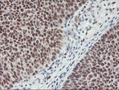 Immunohistochemistry-Paraffin: RNF113B Antibody (OTI7A1) [NBP2-01644]