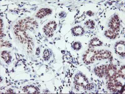 Immunohistochemistry-Paraffin: RNF113B Antibody (OTI7A1) [NBP2-01644]