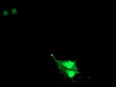 Immunocytochemistry/ Immunofluorescence: RNF113B Antibody (OTI7A1) - Azide and BSA Free [NBP2-73921]