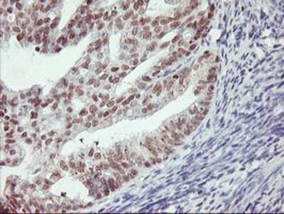 Immunohistochemistry: RNF113B Antibody (OTI7A1) - Azide and BSA Free [NBP2-73921]