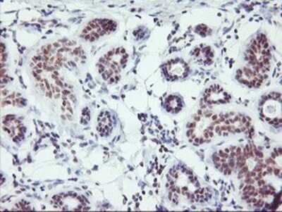 Immunohistochemistry: RNF113B Antibody (OTI7A1) - Azide and BSA Free [NBP2-73921]