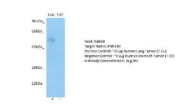 Western Blot: RNF130 Antibody [NBP2-83454]