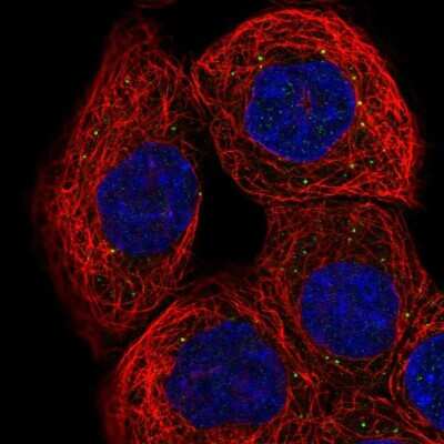 Immunocytochemistry/ Immunofluorescence: RNF135 Antibody [NBP2-56223]