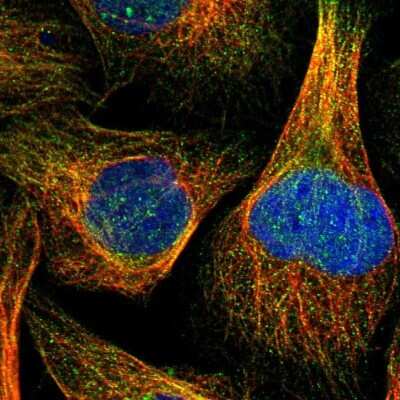 Immunocytochemistry/ Immunofluorescence: RNF141 Antibody [NBP1-80603]