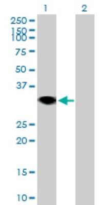Western Blot: RNF144A Antibody [H00009781-B01P]