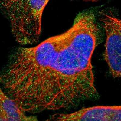 Immunocytochemistry/ Immunofluorescence: RNF149 Antibody [NBP1-83440]