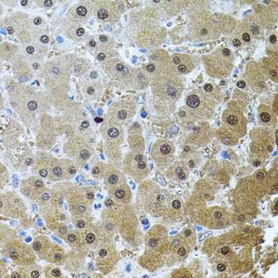 Immunohistochemistry-Paraffin: RNF166 Antibody - BSA Free [NBP2-94903]