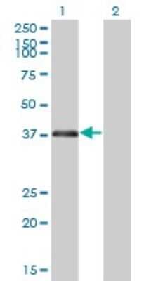 Western Blot: RNF2 Antibody (6C2) [H00006045-M01]