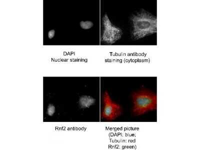 Immunocytochemistry/ Immunofluorescence: RNF2 Antibody [NBP1-77826]