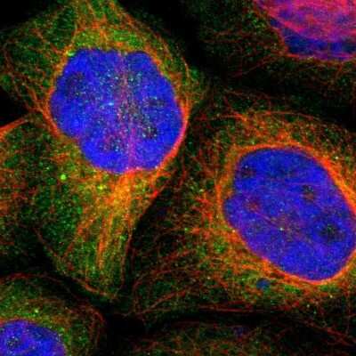 Immunocytochemistry/ Immunofluorescence: RNF213 Antibody [NBP1-88466]