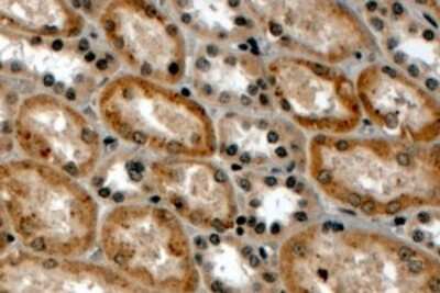 Immunohistochemistry-Paraffin: RNF34 Antibody [NB100-1202]