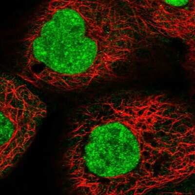 Immunocytochemistry/ Immunofluorescence: RNF44 Antibody [NBP1-82930]