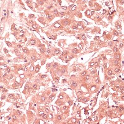 Immunohistochemistry-Paraffin: RNF5 Antibody - BSA Free [NBP2-94913]